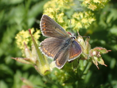Aricia artaxerxes allous