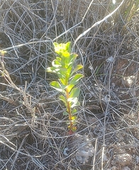 Euphorbia spathulata