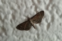 Eupithecia simpliciata
