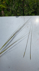 Hesperostipa curtiseta