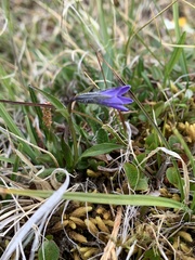 Campanula uniflora