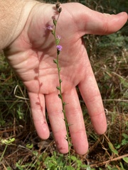 Liatris microcephala