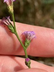 Liatris microcephala