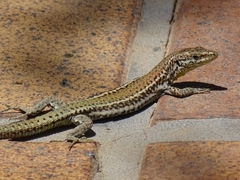 Podarcis vaucheri