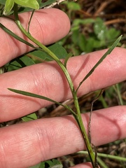 Liatris microcephala
