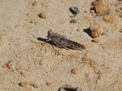 Trimerotropis thalassica