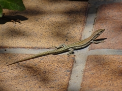 Podarcis vaucheri
