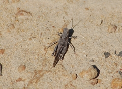 Trimerotropis thalassica