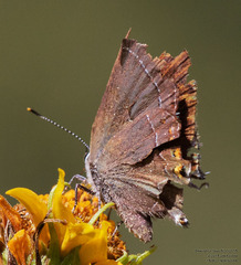 Satyrium polingi