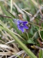 Campanula uniflora