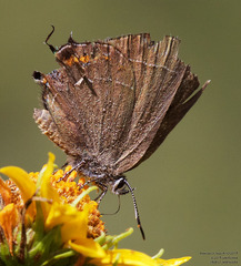 Satyrium polingi