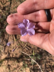 Ipomopsis longiflora