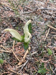 Pedicularis capitata