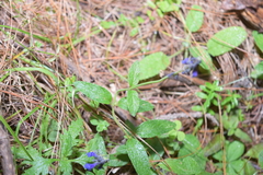 Salvia helianthemifolia