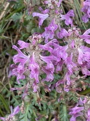 Pedicularis verticillata