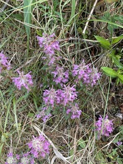 Pedicularis verticillata