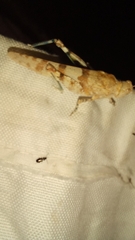 Sphingonotus caerulans