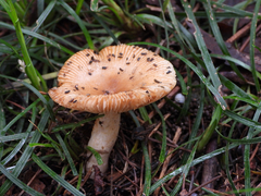 Russula senecis
