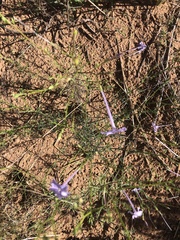Ipomopsis longiflora