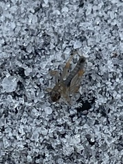 Neotridactylus archboldi