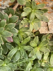 Rhododendron lapponicum