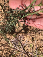 Ipomopsis longiflora
