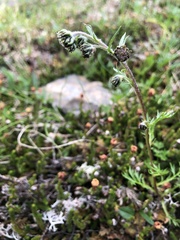 Artemisia norvegica