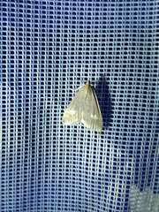 Udea alpinalis