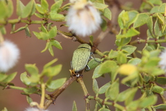 Gyascutus carolinensis