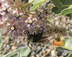 Bombus crotchii