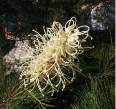 Angiospermae