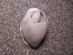 Phalium bandatum