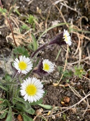 Erigeron humilis