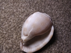 Phalium bandatum