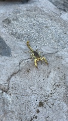 Hadrurus concolorous