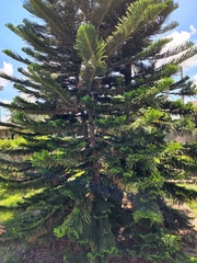 Araucaria