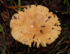 Russula senecis