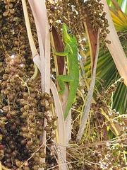 Anolis equestris
