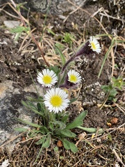 Erigeron humilis