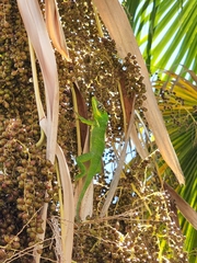 Anolis equestris