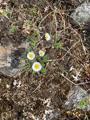 Erigeron humilis