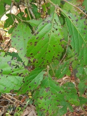 Phyllosticta parthenocissi