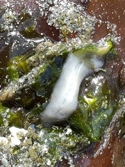 Pseudoceros canadensis