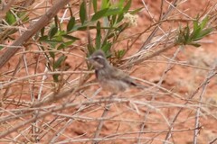 Amphispiza bilineata