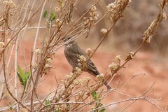 Haemorhous mexicanus