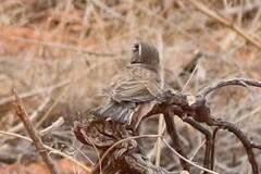Amphispiza bilineata