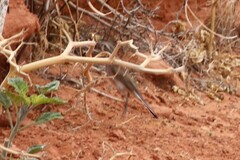 Amphispiza bilineata