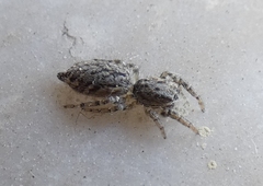 Pseudicius encarpatus