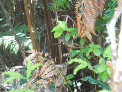 Eugralla paradoxa