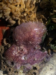 Eudistoma purpuropunctatum